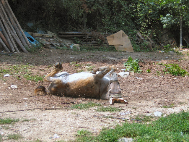 Esel beim Wohlfühlen (Bulgarien 2006)